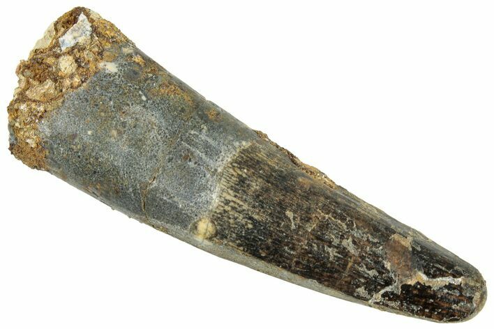 Fossil Spinosaurus Tooth - Real Dinosaur Tooth #322231